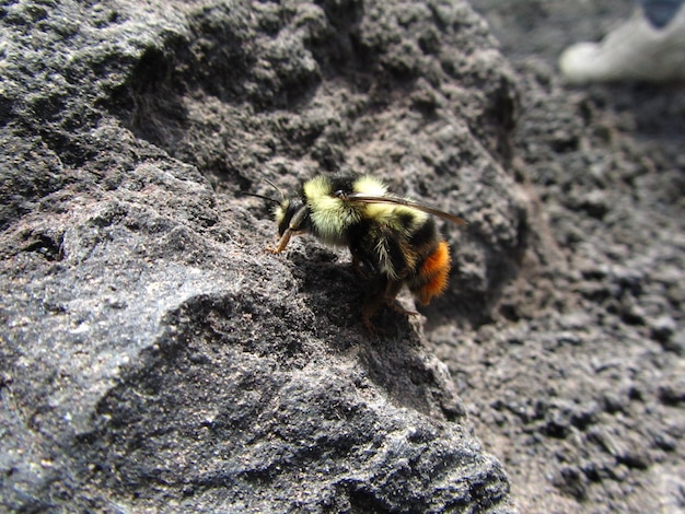 Closeup view of bumble-bee walking on the volcanic lava