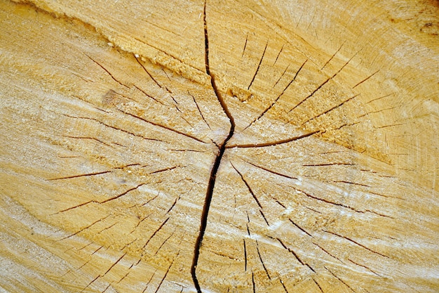 Free photo closeup view of a cut wood log with beautiful patterns on it