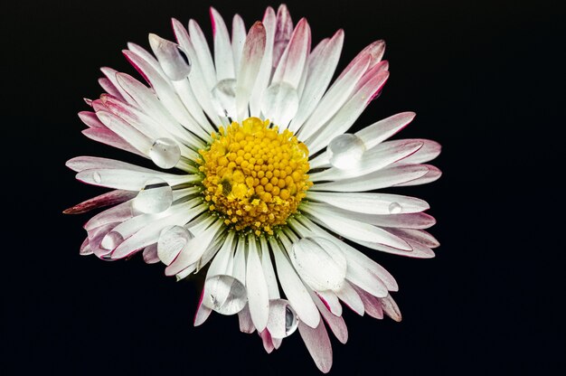 Closeup view of a daisy isolated on a black wall