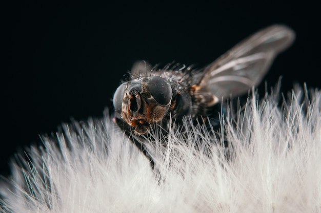 Closeup view of a fly sitting on a dandelion isolated on a black background