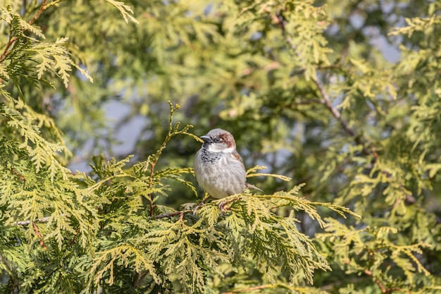 Closeup view of a house sparrow resting on a tree branch