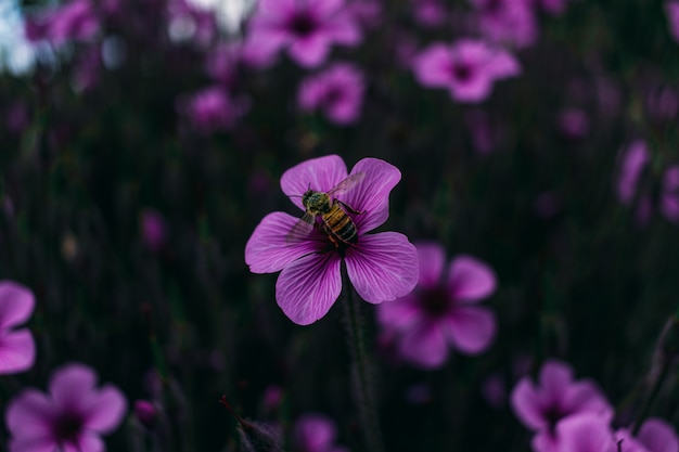 Free photo closeup view of a purple flower with a bee on it in a meadow