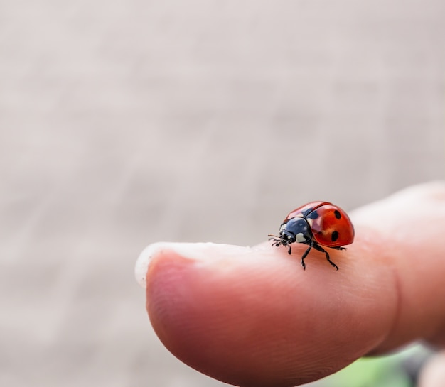 Free photo closeup view of a tiny ladybug on a person's finger