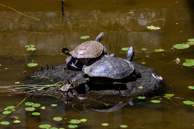 Free photo closeup view of turtles colony sunbathing on a rock in the brown water river