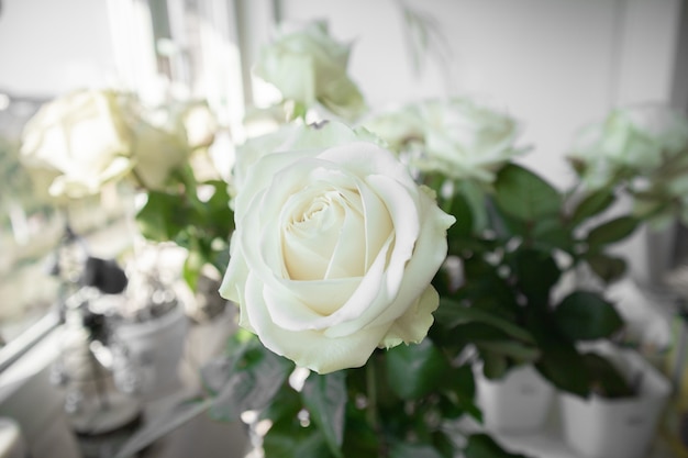 Closeup view of white roses with blurred background