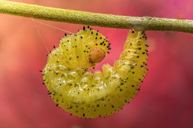 Free photo closeup of a warm on a leaf