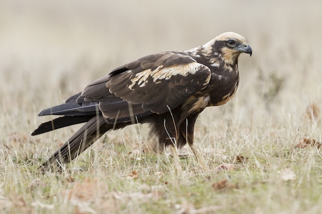 Free Photo closeup of a western marsh harrier on the ground covered in the grass under the sunlight at daytime