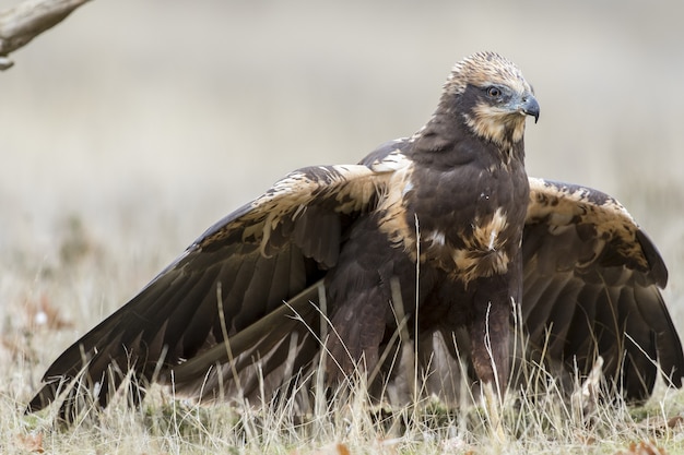 Free photo closeup of a western marsh harrier on the ground ready to fly under the sunlight at daytime