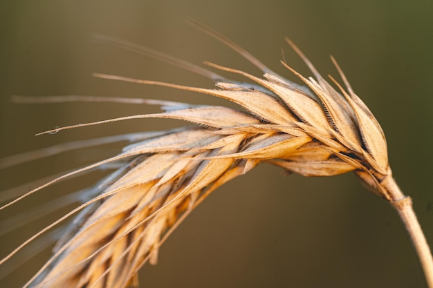 Free photo closeup of wheat in the field with a blurred background at the sunset