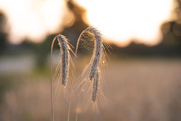 Free Photo closeup of wheat in the field with a blurred background at the sunset