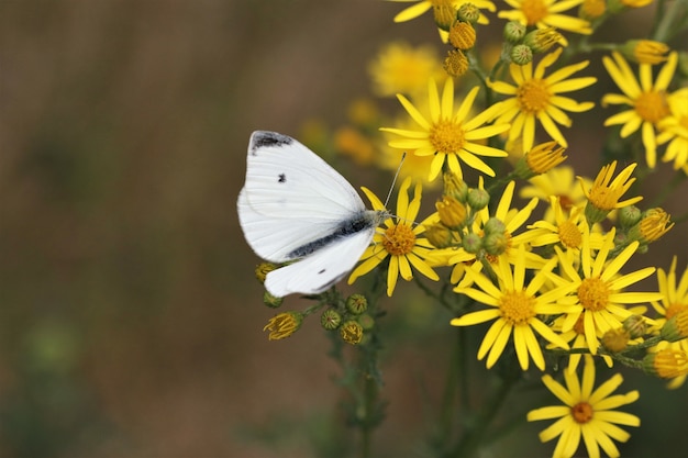 Free photo closeup of a white butterfly sitting on the yellow flowers in a garden