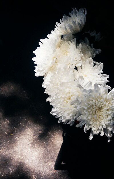 Closeup of white chrysanthemum flower