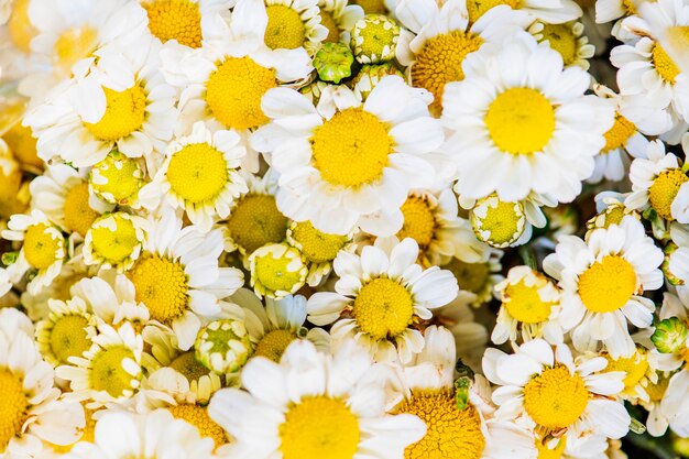 Closeup of white chrysanthemum textured background