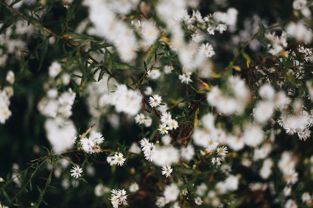 Closeup of white cutter flower