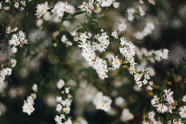 Closeup of white cutter flower