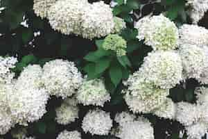 Free photo closeup white flowers on a bush natural background