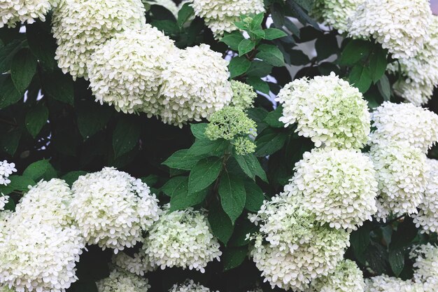 Closeup white flowers on a bush natural background