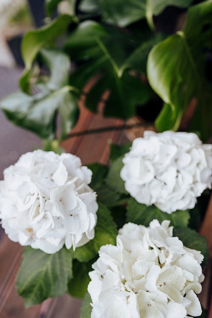 Free photo closeup of white hydrangea flowers