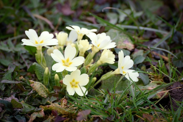 Free photo closeup of white primroses on the ground under the sunlight with a blurry background