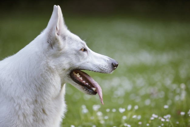 Free Photo closeup of a white swiss shepherd dog