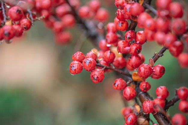 Closeup of wild red berries rowan bush