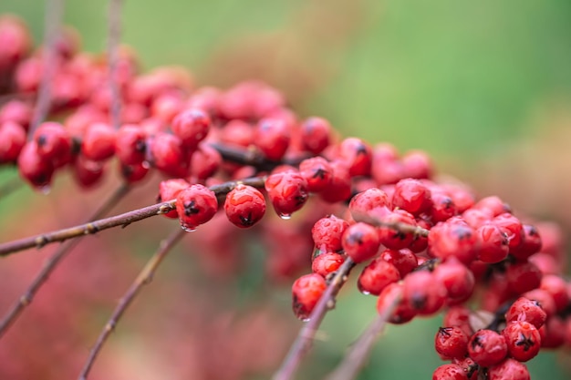 Free photo closeup of wild red berries rowan bush