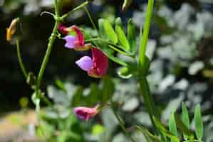 Free photo closeup of wild sweet pea flowers in a field under the sunlight in malta