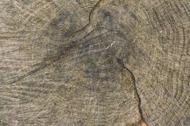 Free photo closeup wooden texture of a tree