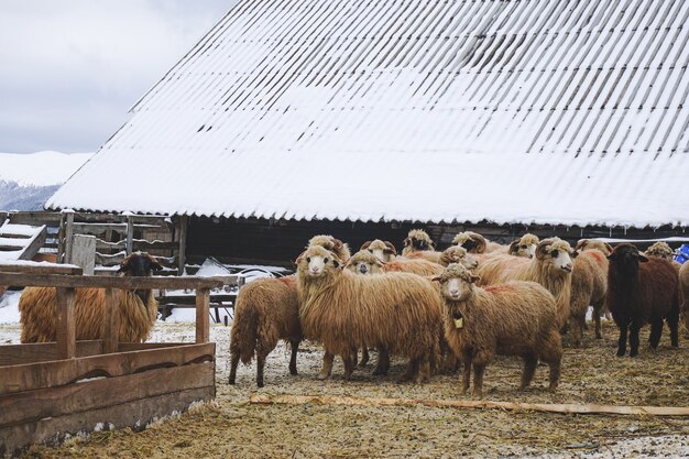 Closeup of woolly sheep near a shed during winter