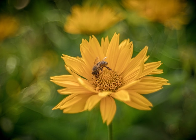 Closeup  of yellow chrysanths