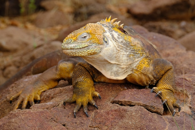 Closeup of a yellow iguana on a rock looking towards the camera with blurred background