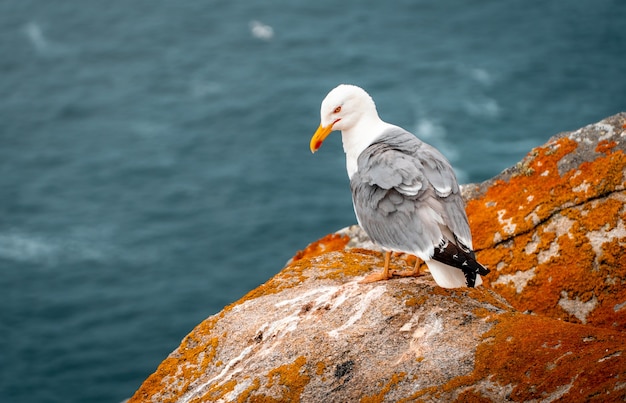 Free Photo closeup of a yellow-legged gull on rocks near the sea at daytime