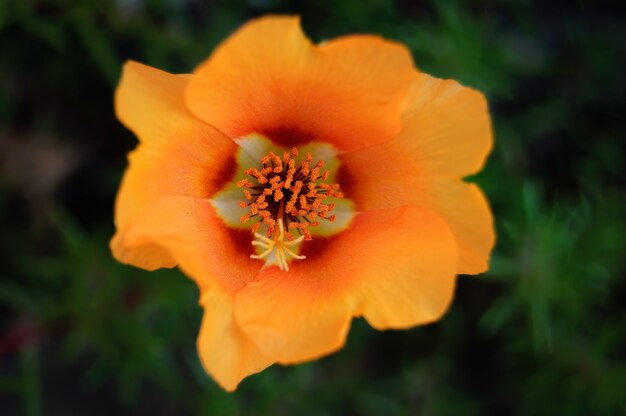 Closeup of a yellow poppy under the sunlight with afield on the blurry background