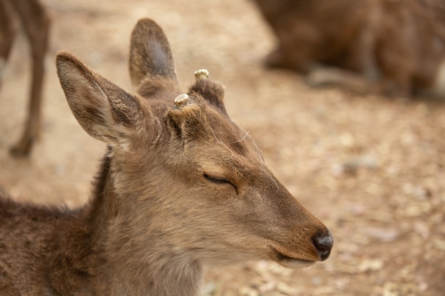 Free photo closeup of a young deer with cut antlers