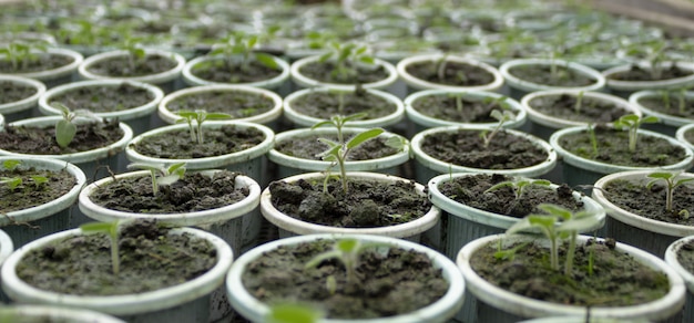 Closeup of young newborn tomatoes growing inside the seedbed to be ready in spring