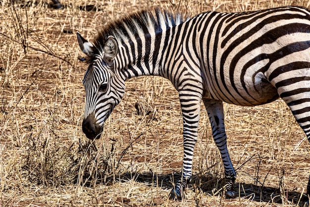 Free photo closeup of a zebra in a field under the sunlight with a blurry background