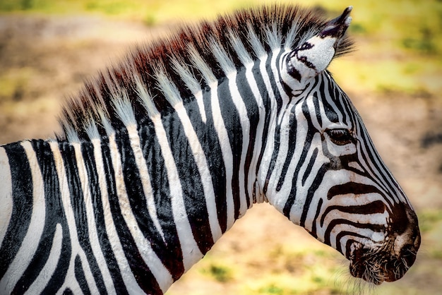 Free photo closeup of a zebra in a field