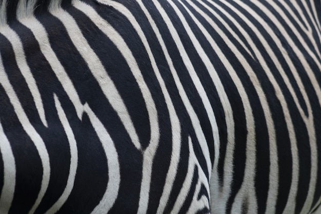 Free Photo closeup of a zebra fur