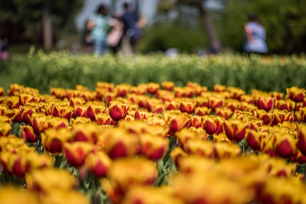 Free photo closuep shot of beautiful yellow and red tulips growing in the field