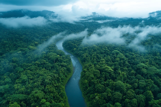 Free photo cloud forest landscape