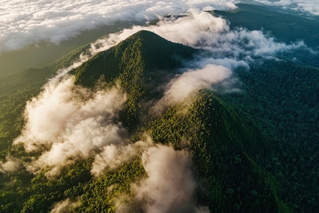 Cloud forest landscape