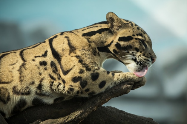 Free Photo clouded leopard is walking towards from the shadows to the light