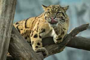 Free photo clouded leopard is walking towards from the shadows to the light