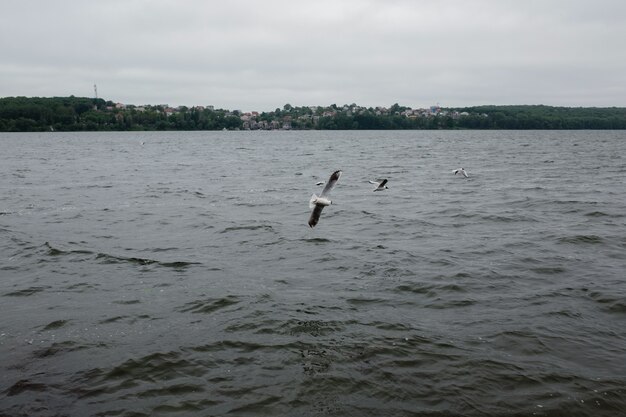 Cloudy landscape with seagulls flying