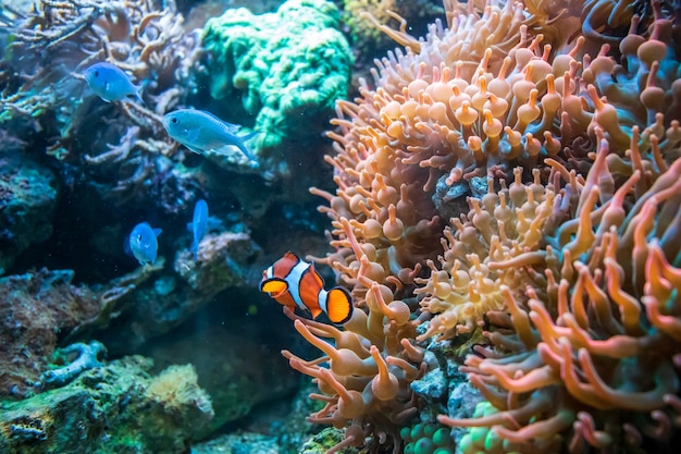 Free photo clownfish and blue malawi cichlids swimming near coral duncan