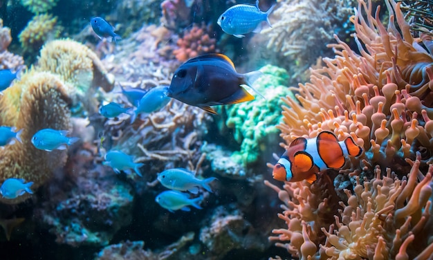 Free photo clownfish ctenochaetus tominiensis and blue malawi cichlids swimming near the coral duncan