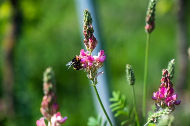 Free photo clsoeup shot of a honeybee on a beautiful pink lavender flower