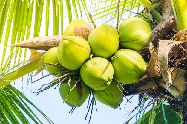 Free photo cluster green coconuts