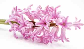 Free photo cluster of pink pearl hyacinth flowers