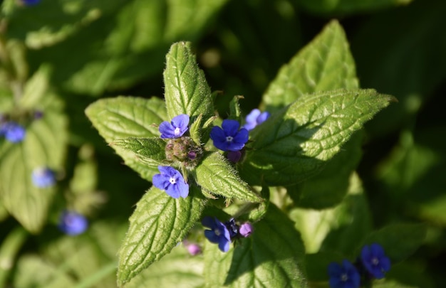 Cluster of Purple Flowering Violets in a Garden